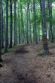 /album/kepgaleria-lillafured-feherko-lapa-lillafured/images-jpg/